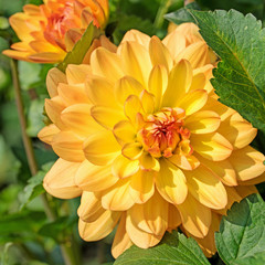 Blühende Dahlie in Gelb