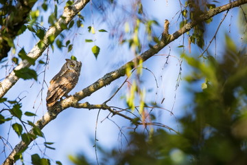 Otus scops. The wild nature of Bulgaria. Free nature. A beautiful picture of nature. Rhodopes. A little bird. Owl on the tree. Mountains in Bulgaria. European wildlife. Madzarovo. River Arda.