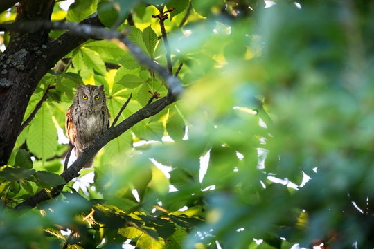 Otus scops. The wild nature of Bulgaria. Free nature. A beautiful picture of nature. Rhodopes. A little bird. Owl on the tree. Mountains in Bulgaria. European wildlife. Madzarovo. River Arda.