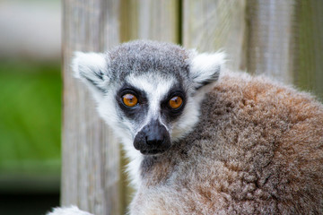 Obraz premium ring tailed lemur