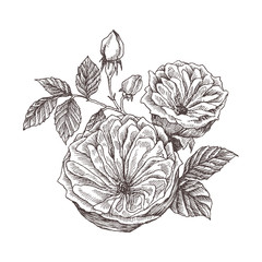 Wild roses blossom branch isolated on white. Vintage botanical hand drawn illustration. Spring flowers of garden rose, dog rose. Vector design. Can use for greeting cards, wedding invitations