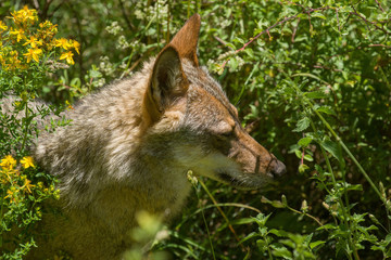 parco nazionale d'abruzzo