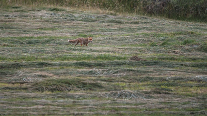 parco nazionale d'abruzzo