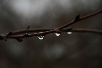 Drops