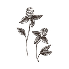 Wild and herbs plants set. Vintage botanical hand drawn sketch. Spring flower clover. Vector design. Can use for greeting cards, wedding invitations, patterns.