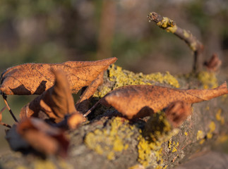 close up yellow leaves on wood moss detail