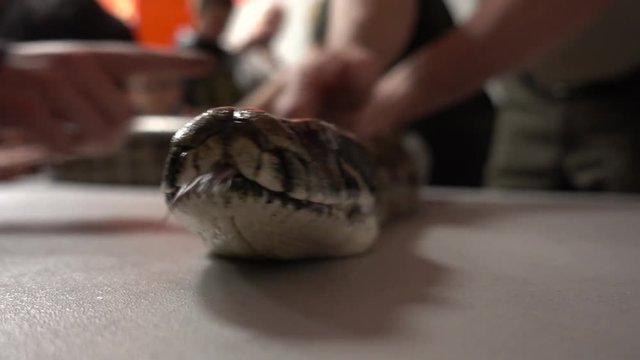 Closeup Then Zoom Out Of Big Burmese Python Snake Face With Tongue