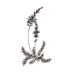 Wild and herbs plants set. Vintage botanical hand drawn sketch. Spring flower lavender. Vector design. Can use for greeting cards, wedding invitations, patterns.