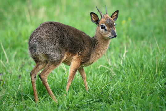 smallest antelope dik-dik on a green meadow