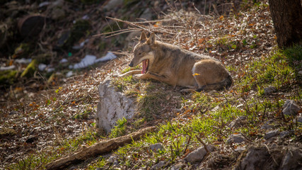 parco nazionale d'abruzzo