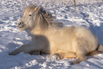 White Icelandic horse lying down in snow