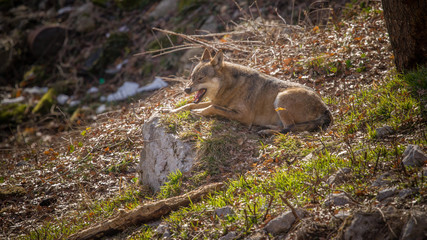 parco nazionale d'abruzzo