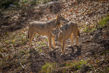 parco nazionale d'abruzzo