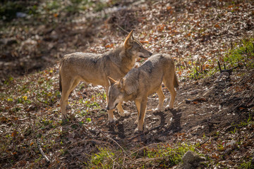 parco nazionale d'abruzzo