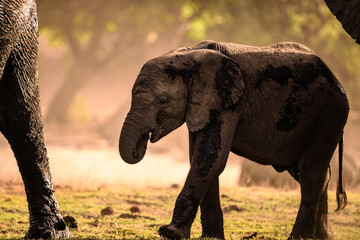 Fototapeta na wymiar Junger Elefant im Gegenlicht