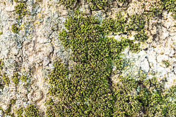Embossed texture of the brown bark of a tree with green moss and lichen on it.