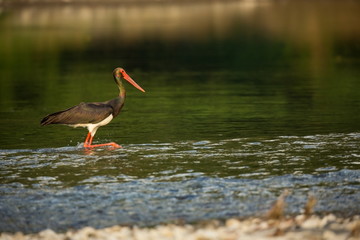 Ciconia nigra. The wild nature of Bulgaria. Free nature. A beautiful picture of nature. Rhodopes. Big bird. Mountains in Bulgaria. European wildlife. Madzarovo. River Arda.