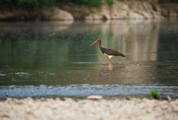 Ciconia nigra. The wild nature of Bulgaria. Free nature. A beautiful picture of nature. Rhodopes. Big bird. Mountains in Bulgaria. European wildlife. Madzarovo. River Arda.