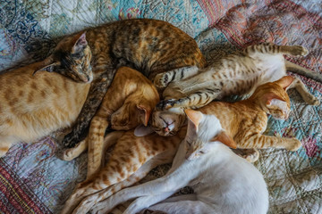Naklejka na ściany i meble A flock of cats resting on the bed after a fun night. All five cats are Oriental breed, brothers and sisters with their mother