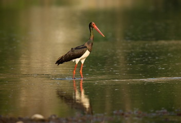 Ciconia nigra. The wild nature of Bulgaria. Free nature. A beautiful picture of nature. Rhodopes. Big bird. Mountains in Bulgaria. European wildlife. Madzarovo. River Arda.