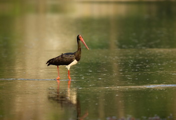 Ciconia nigra. The wild nature of Bulgaria. Free nature. A beautiful picture of nature. Rhodopes. Big bird. Mountains in Bulgaria. European wildlife. Madzarovo. River Arda.