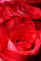 Rose flower macro. Background.