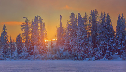 Winter sunset in Slovakia, sunrays through old fir trees
