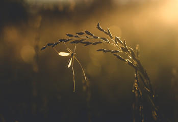 A large mosquito hanging on a twig of grass.