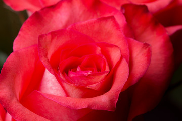 Rose flower macro. Background.