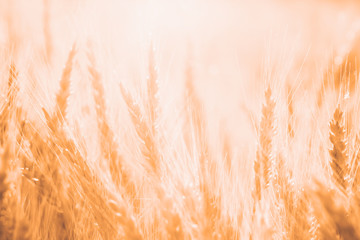 Field of rye, agricultural eco background