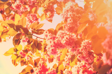 Vintage blossoming sakura against in the morning