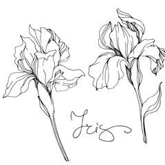 Vector Iris floral botanical flower. Black and white engraved ink art. Isolated irises illustration element.