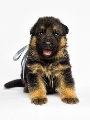 little puppy on a white background