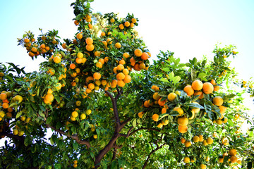 Tangerine Tree with Abundant Fruit 3