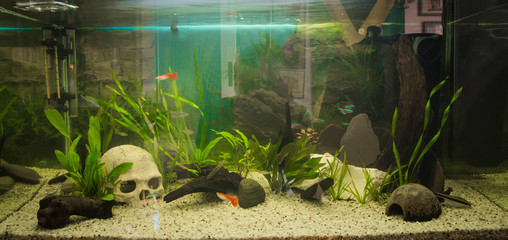 Fish in fishtank