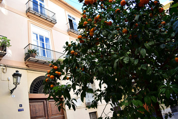 Fototapeta na wymiar Tangerine Tree against a Quaint House 1