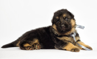 little puppy on a white background