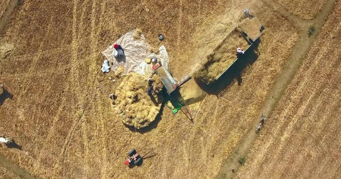  Overhead drone shot of farmers threshing rice with machine directly in the truck
