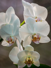 Beautiful close-up of white phalaenopsis orchid flower branch.  Phalaenopsis known as the Moth Orchid or Phal against light on the brown grey bokeh background. Selective focus.