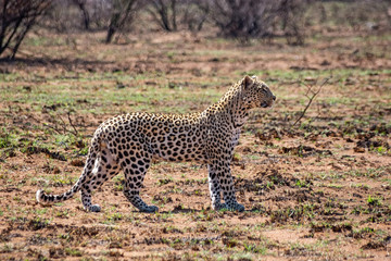 Fototapeta na wymiar Male Leopard