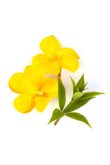 Allamanda or golden trumpet beautiful yellow flower.