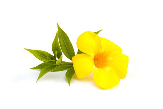 Yellow bell deals
