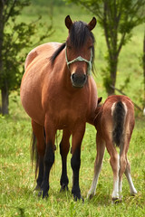 Nice horse family on the pasture