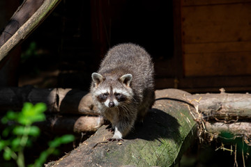 A raccoon looks straight into the camera © sandradombrovsky