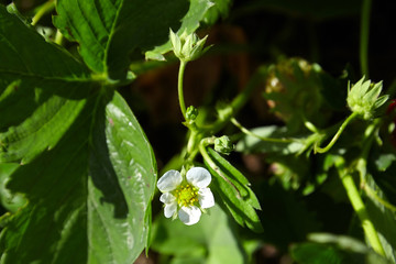 strawberry white flower, bush blooming berry in the garden