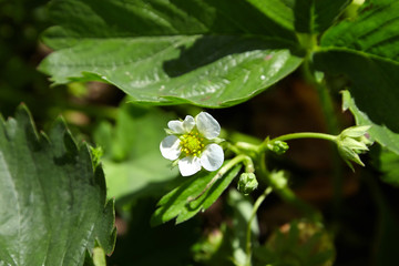 strawberry white flower, bush blooming berry in the garden