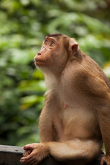 Fototapeta premium Portrait of a monkey, Borneo