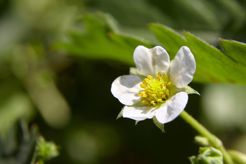 Obraz na płótnie Canvas strawberry white flower, bush blooming berry in the garden