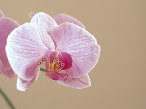 Pink Orchid with soft matte background