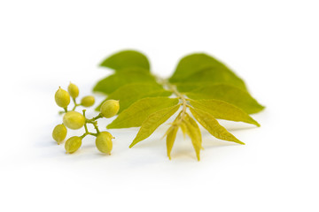 Cassia fistula flower